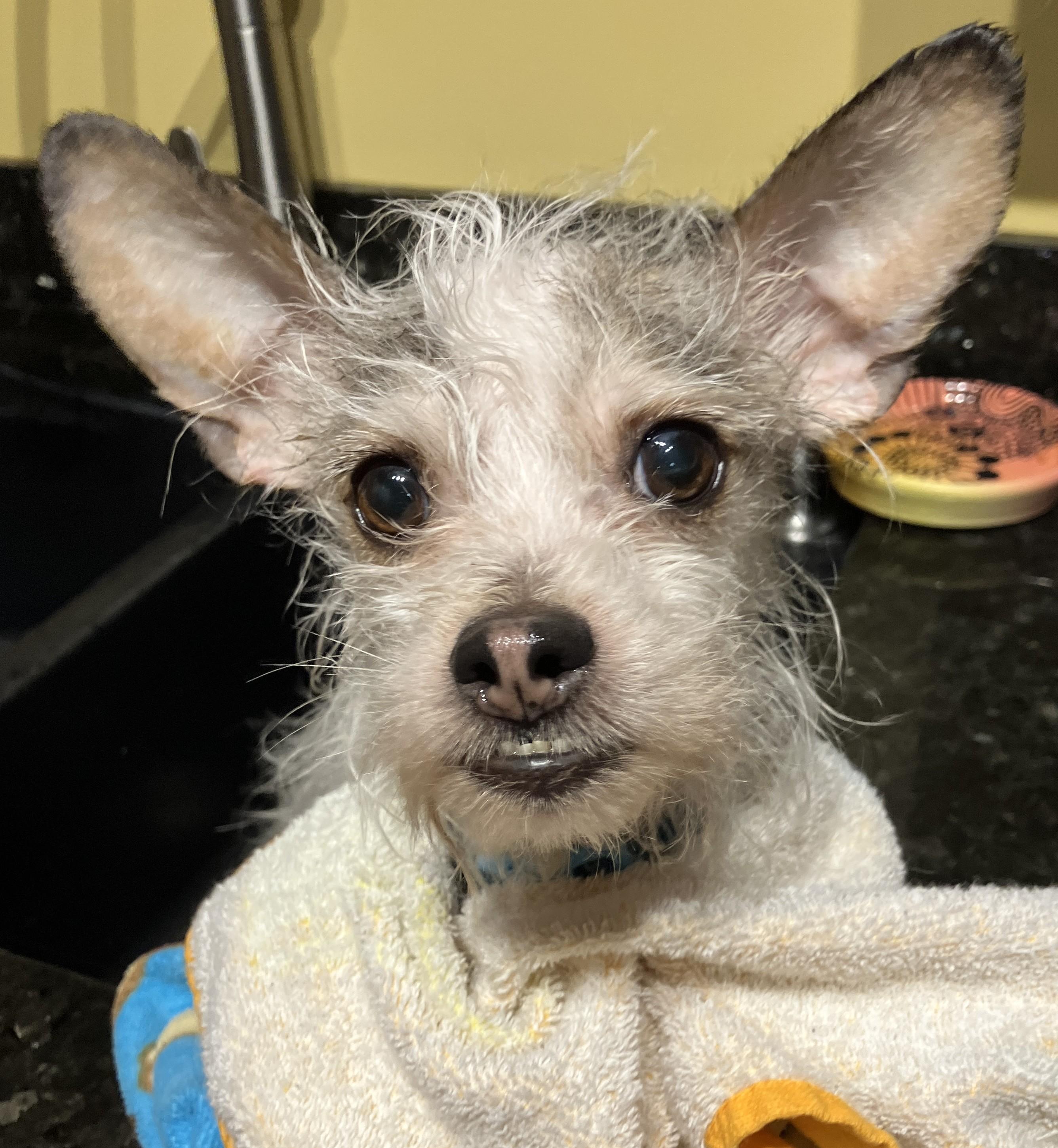 Gerald, adoptable, Adult Male Chihuahua & Mixed Breed.