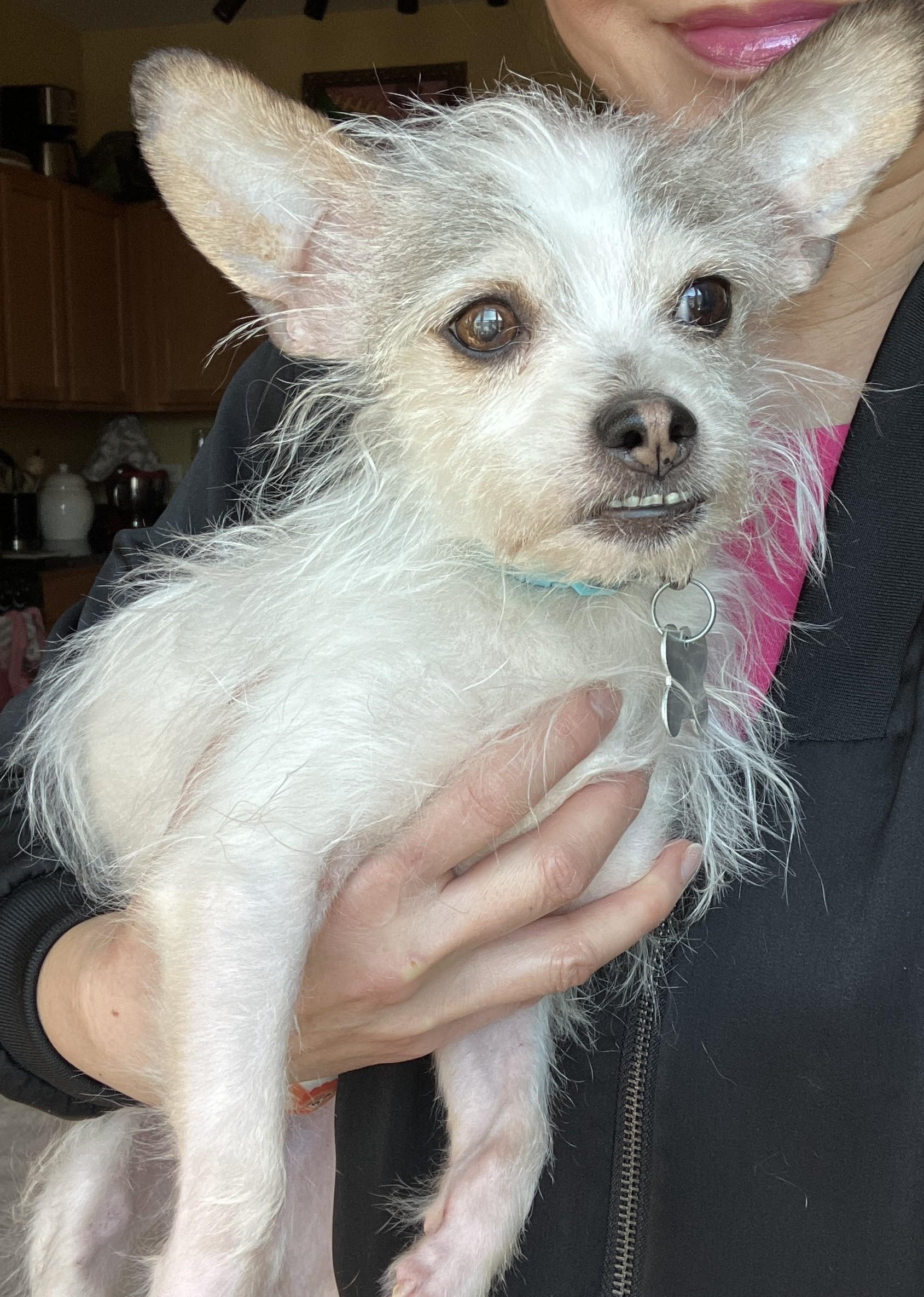 Enlarge Gerald, an adoptable mixed breed in Palatine, IL image 3/5