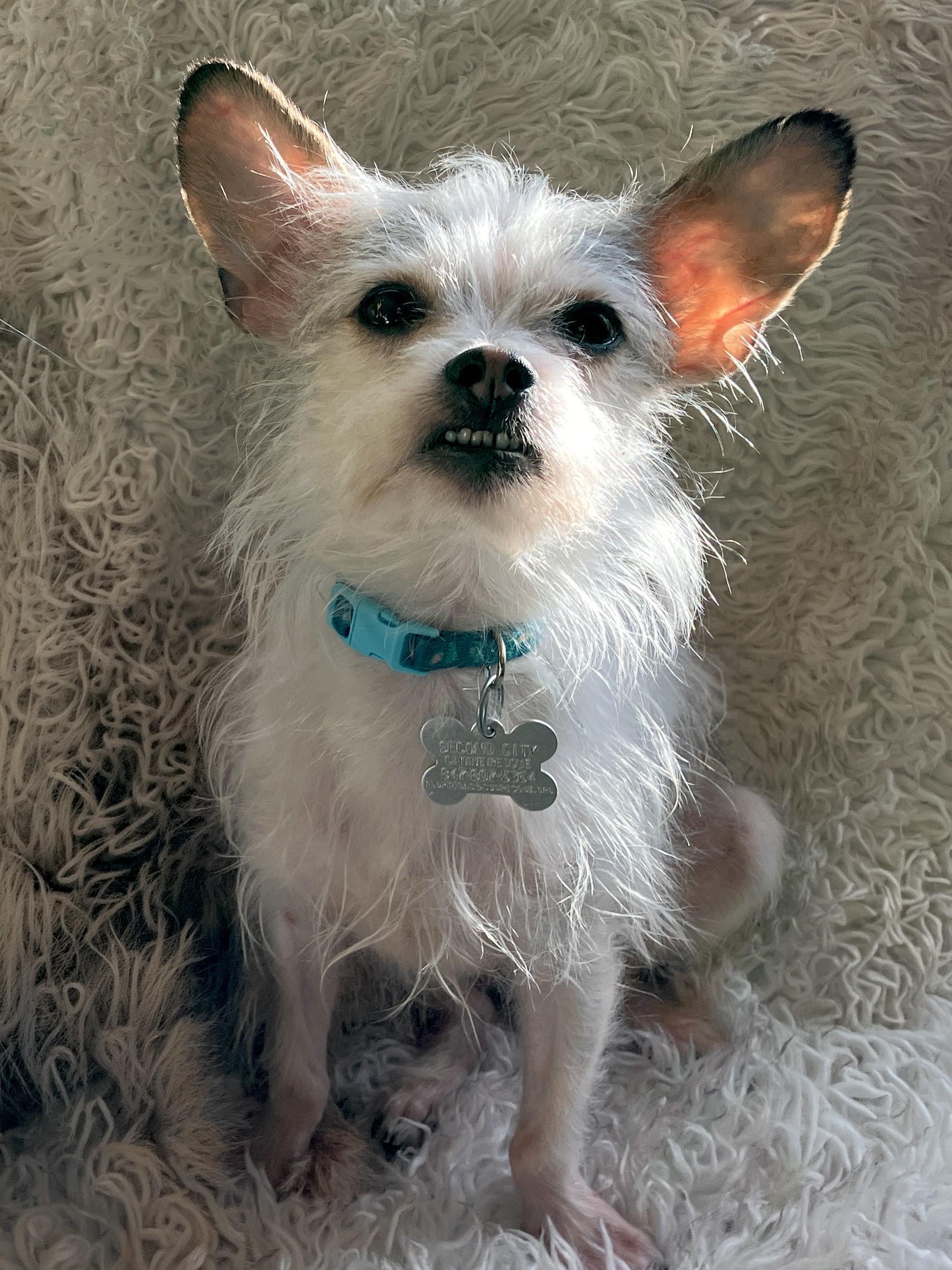 Enlarge Gerald, an adoptable mixed breed in Palatine, IL image 4/5