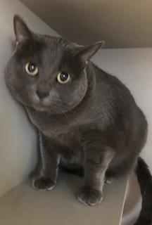 Luna, a ADOPTABLE Domestic Short Hair in Phoenix, AZ image 2/2