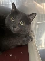 Luna, ADOPTABLE, Adult Female Domestic Short Hair.