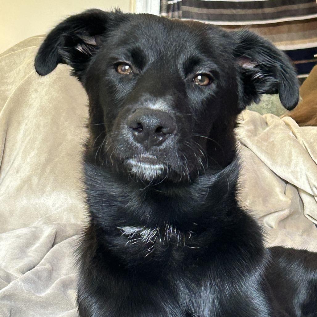 *Courtesy Listing - Porter, Adoptable, Young Male Black Labrador Retriever & Border Collie.