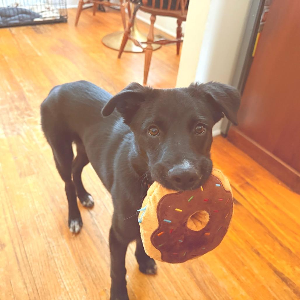 Enlarge *Courtesy Listing - Porter, a Adoptable mixed breed in Tuscaloosa, AL image 3/4