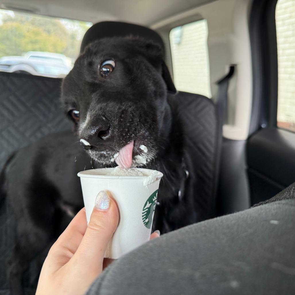 Enlarge *Courtesy Listing - Porter, a Adoptable mixed breed in Tuscaloosa, AL image 4/4