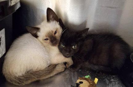Duffy, Adopted, Kitten Male Siamese & Domestic Medium Hair.