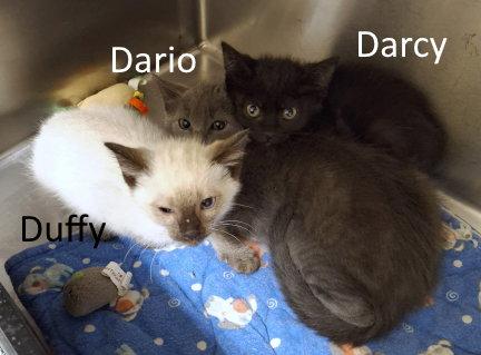 Duffy, a Adopted mixed breed in Mountain View, AR image 2/3