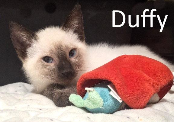 Duffy, a Adopted mixed breed in Mountain View, AR image 3/3