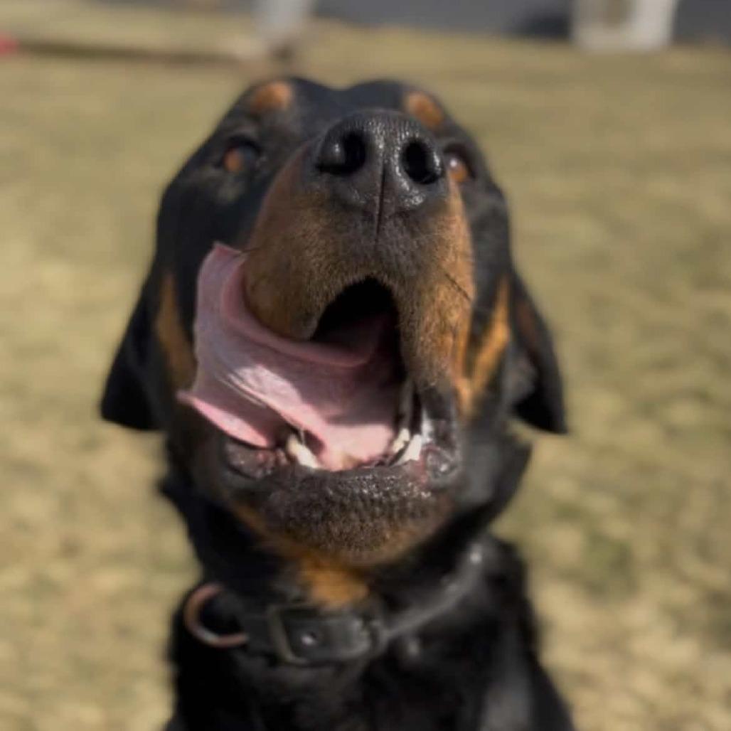 Enlarge Atlas, a Adoptable mixed breed in Marysville, OH image 2/6