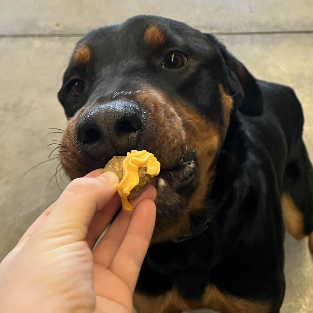 Enlarge Atlas, a Adoptable mixed breed in Marysville, OH image 3/6