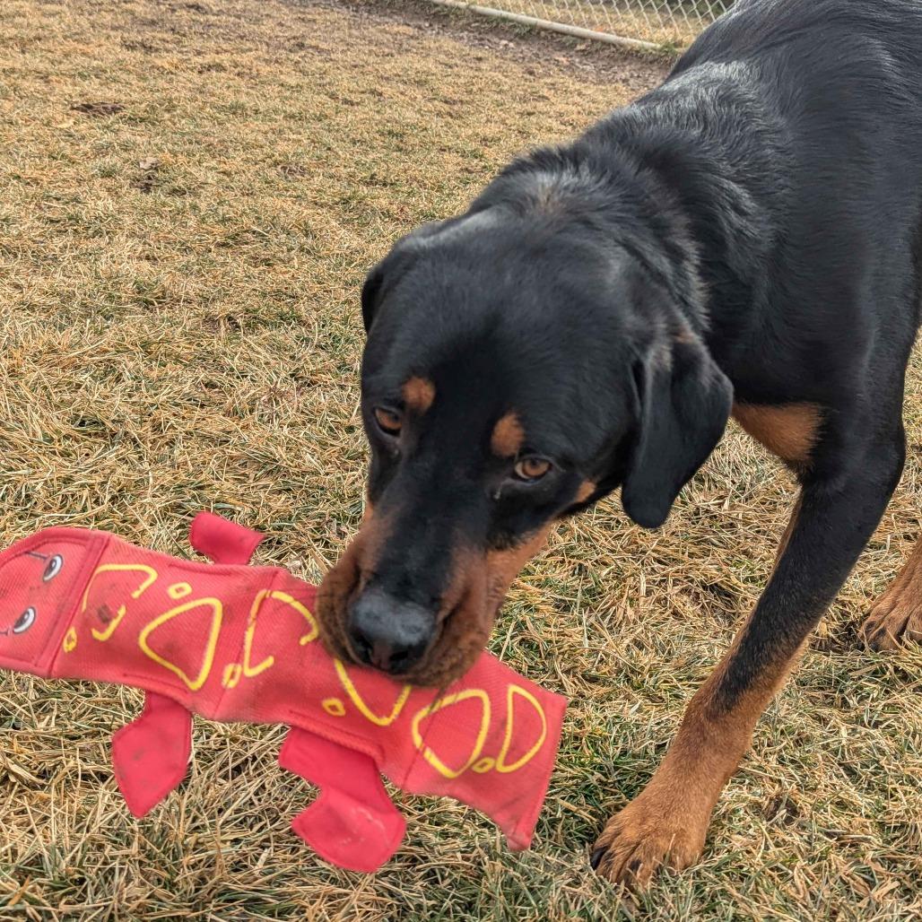 Enlarge Atlas, a Adoptable mixed breed in Marysville, OH image 4/6