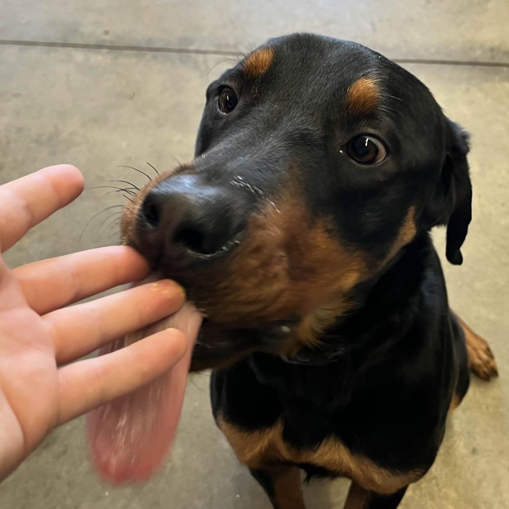 Enlarge Atlas, a Adoptable mixed breed in Marysville, OH image 5/6