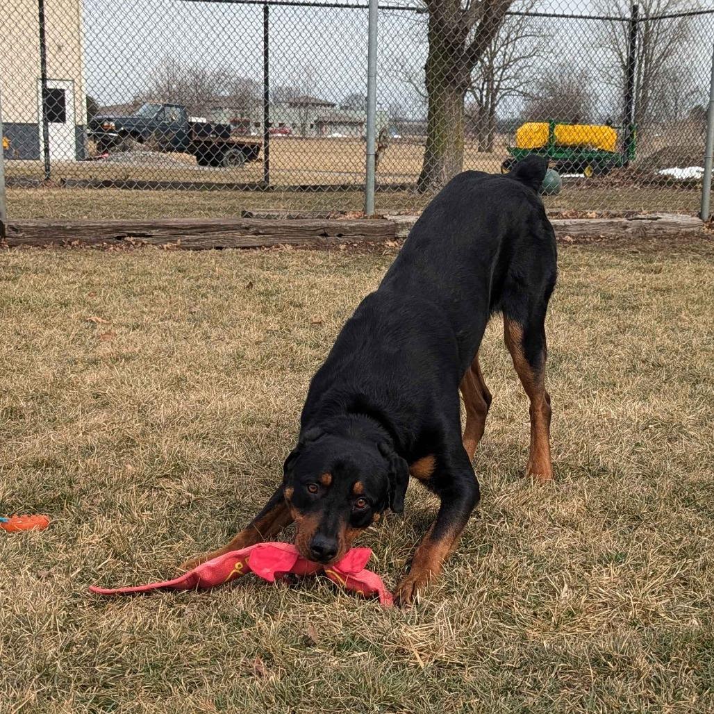 Enlarge Atlas, a Adoptable mixed breed in Marysville, OH image 6/6