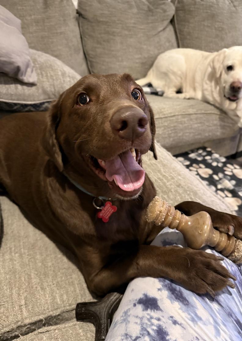 Heath, adoptable, Young Male Chocolate Labrador Retriever.