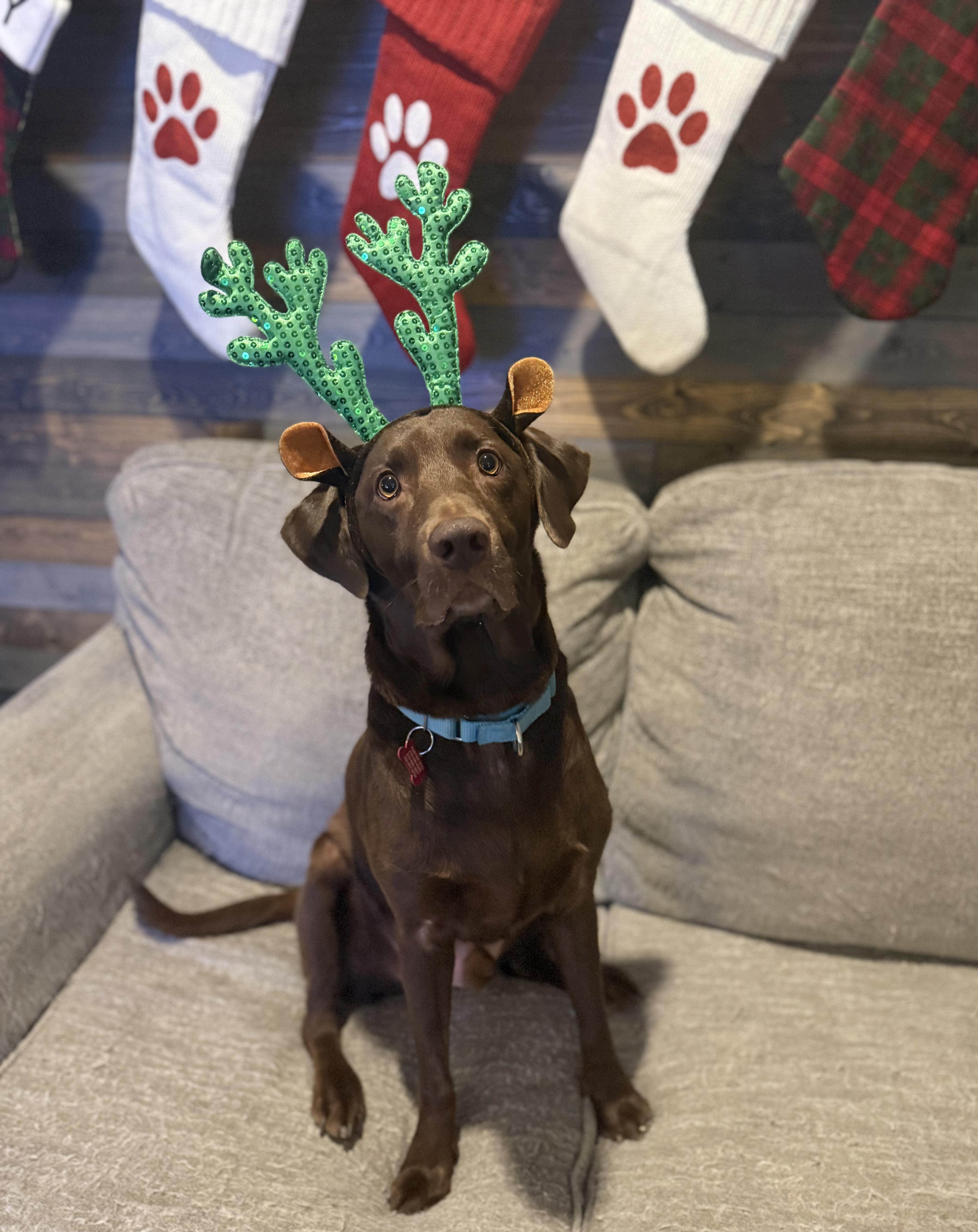 Heath, a Adoptable Chocolate Labrador Retriever in Medina, OH image 1/6