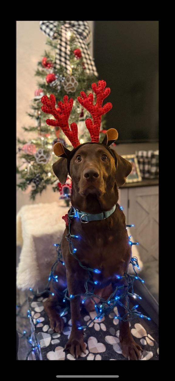 Enlarge Heath, a Adoptable Chocolate Labrador Retriever in Medina, OH image 3/6