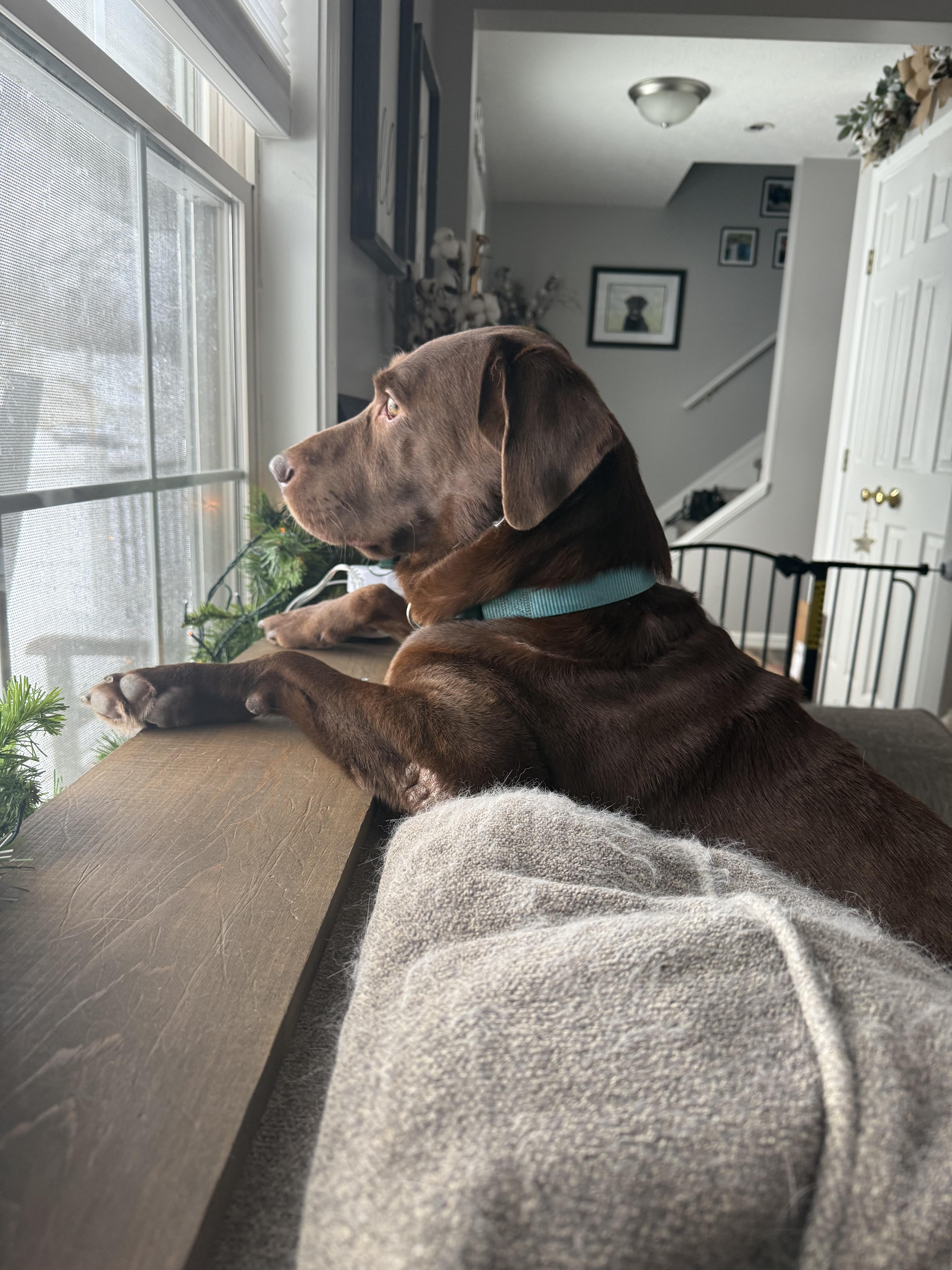 Enlarge Heath, a Adoptable Chocolate Labrador Retriever in Medina, OH image 6/6