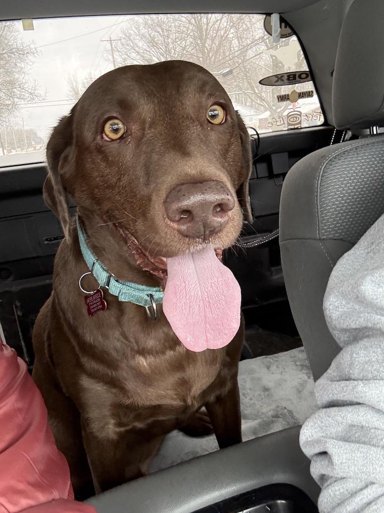 Enlarge Heath, an adoptable Chocolate Labrador Retriever in Medina, OH image 2/5