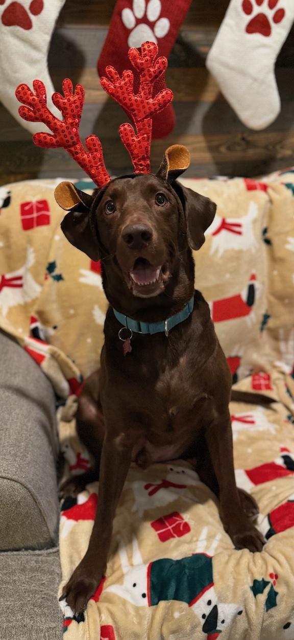 Enlarge Heath, a Adoptable Chocolate Labrador Retriever in Medina, OH image 5/6