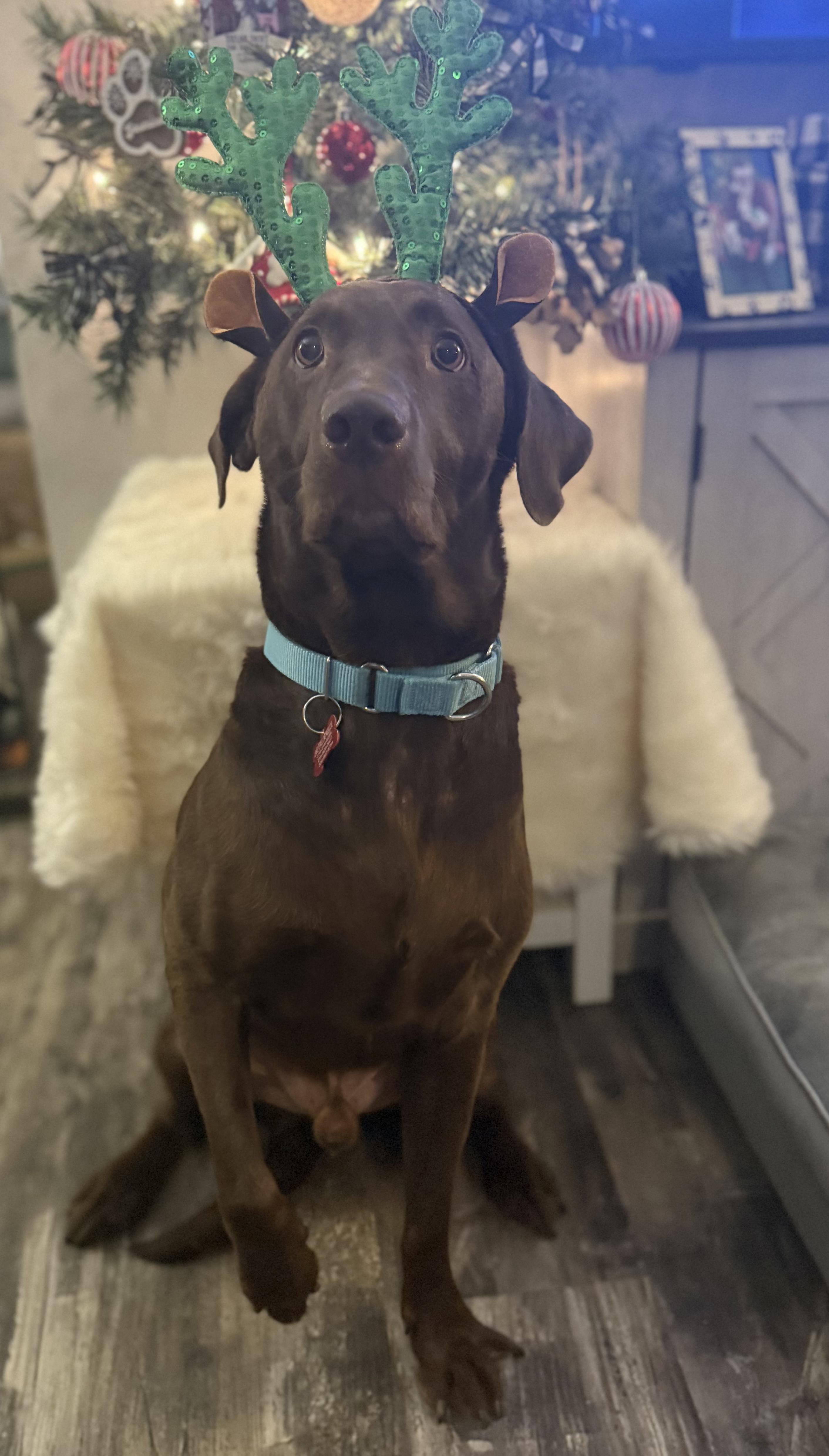 Heath, a Adoptable Chocolate Labrador Retriever in Medina, OH image 2/6