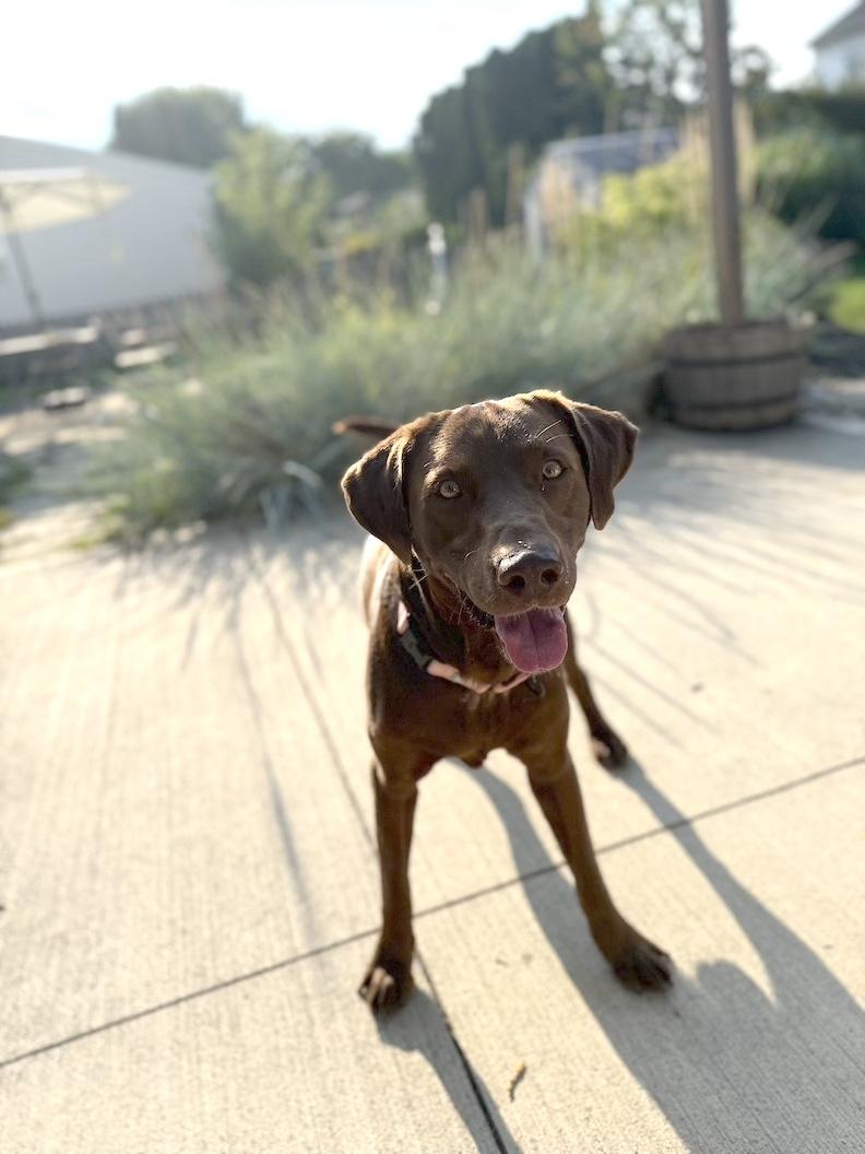 Heath, a Adoptable Chocolate Labrador Retriever in Medina, OH image 3/6