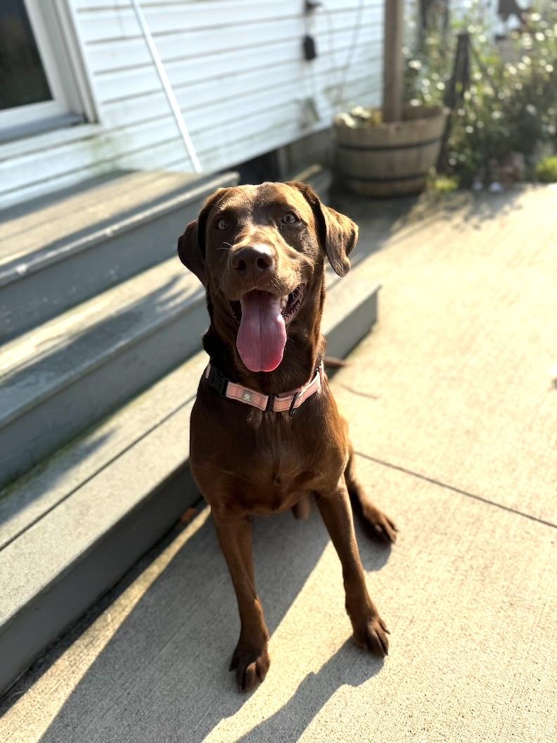Heath, a Adoptable Chocolate Labrador Retriever in Medina, OH image 4/6