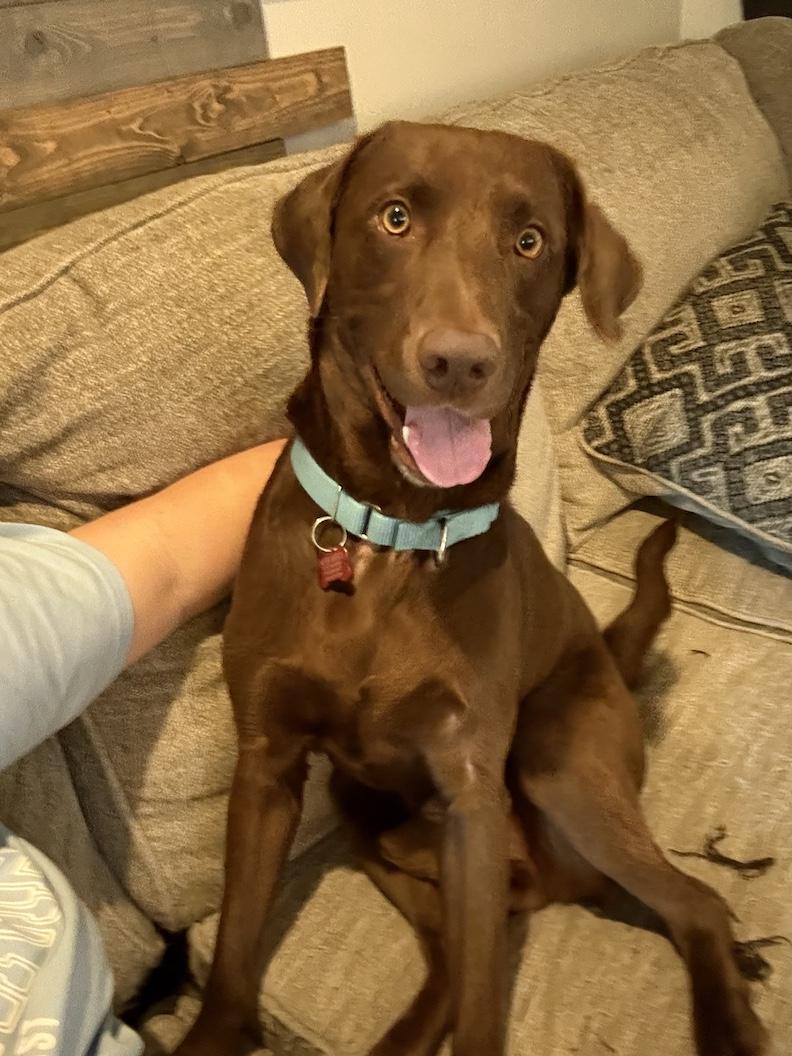 Heath, a Adoptable Chocolate Labrador Retriever in Medina, OH image 5/6