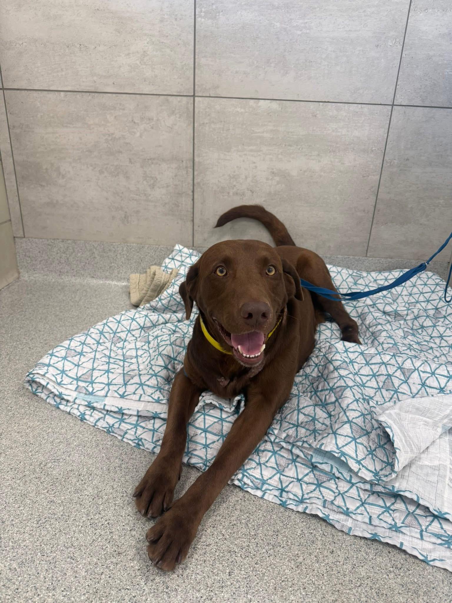 Heath, a Adoptable Chocolate Labrador Retriever in Medina, OH image 6/6