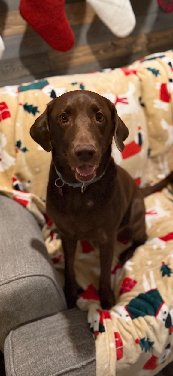 Enlarge Heath, a Adoptable Chocolate Labrador Retriever in Medina, OH image 2/6