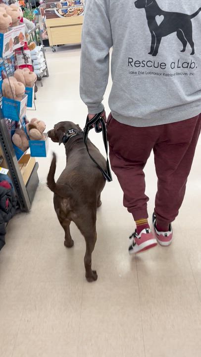 Enlarge Heath, an adoptable Chocolate Labrador Retriever in Medina, OH video 5/5