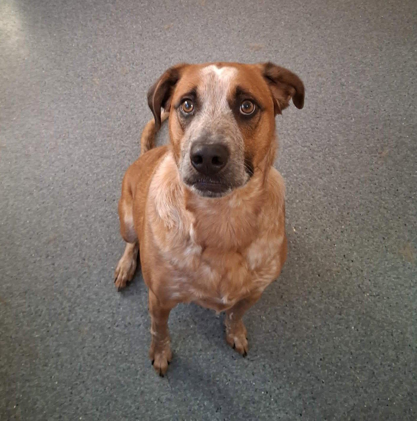BUDDY, Adoptable, Adult Male Australian Cattle Dog / Blue Heeler & Coonhound.