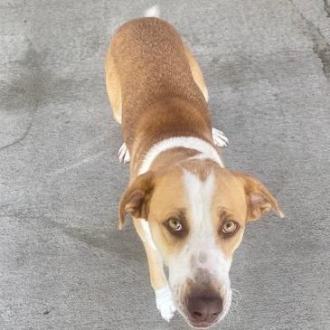 Enlarge Lark, a Adoptable Mixed Breed in Emporia, KS image 1/6