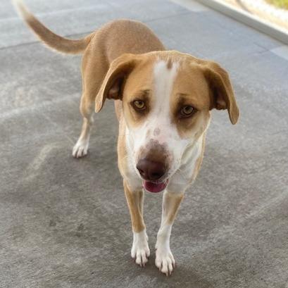 Enlarge Lark, a Adoptable Mixed Breed in Emporia, KS image 2/6