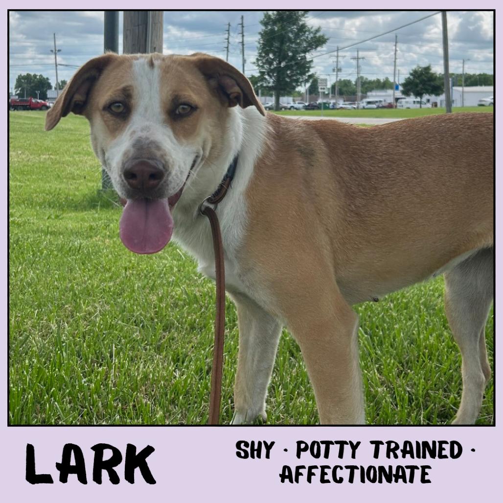 Enlarge Lark, a Adoptable Mixed Breed in Emporia, KS image 3/6