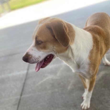 Enlarge Lark, a Adoptable Mixed Breed in Emporia, KS image 4/6