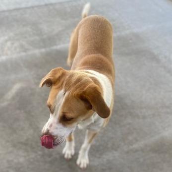 Enlarge Lark, a Adoptable Mixed Breed in Emporia, KS image 5/6