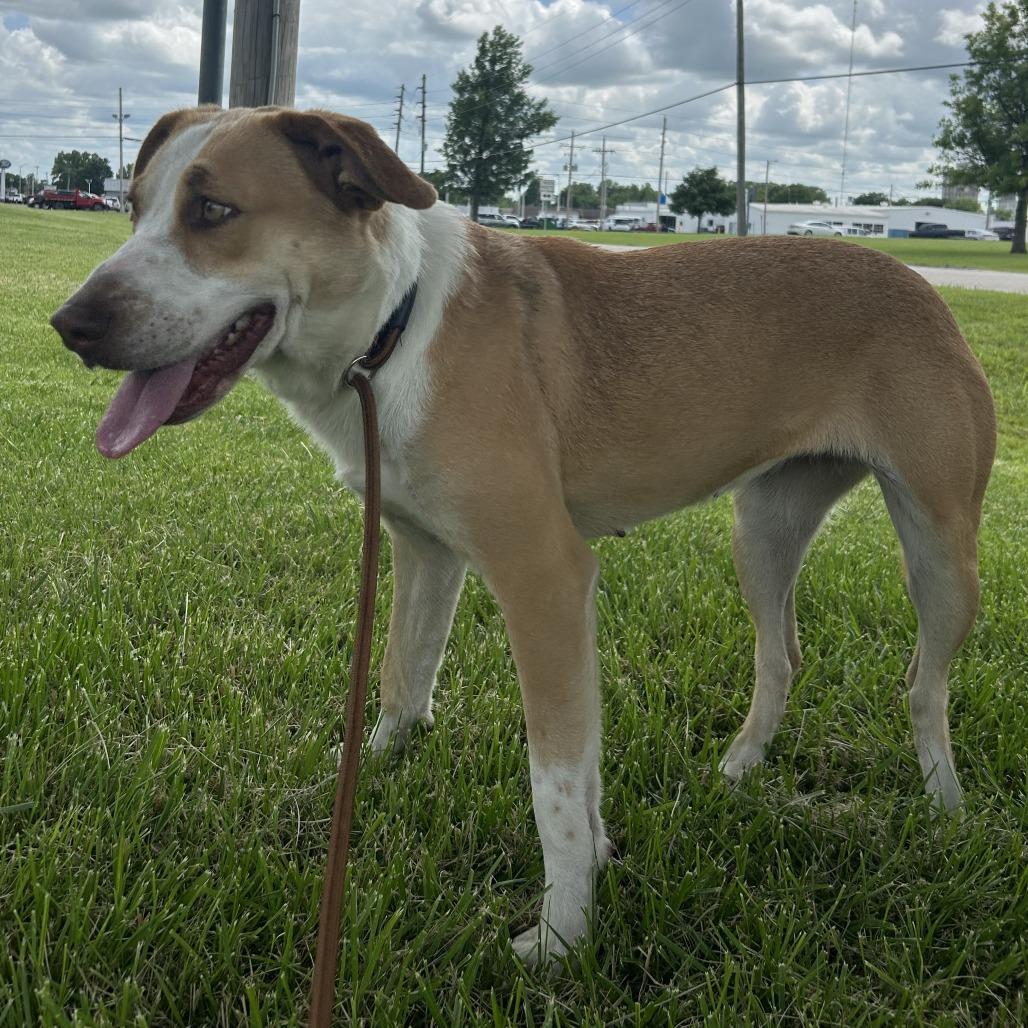 Enlarge Lark, a Adoptable Mixed Breed in Emporia, KS image 6/6