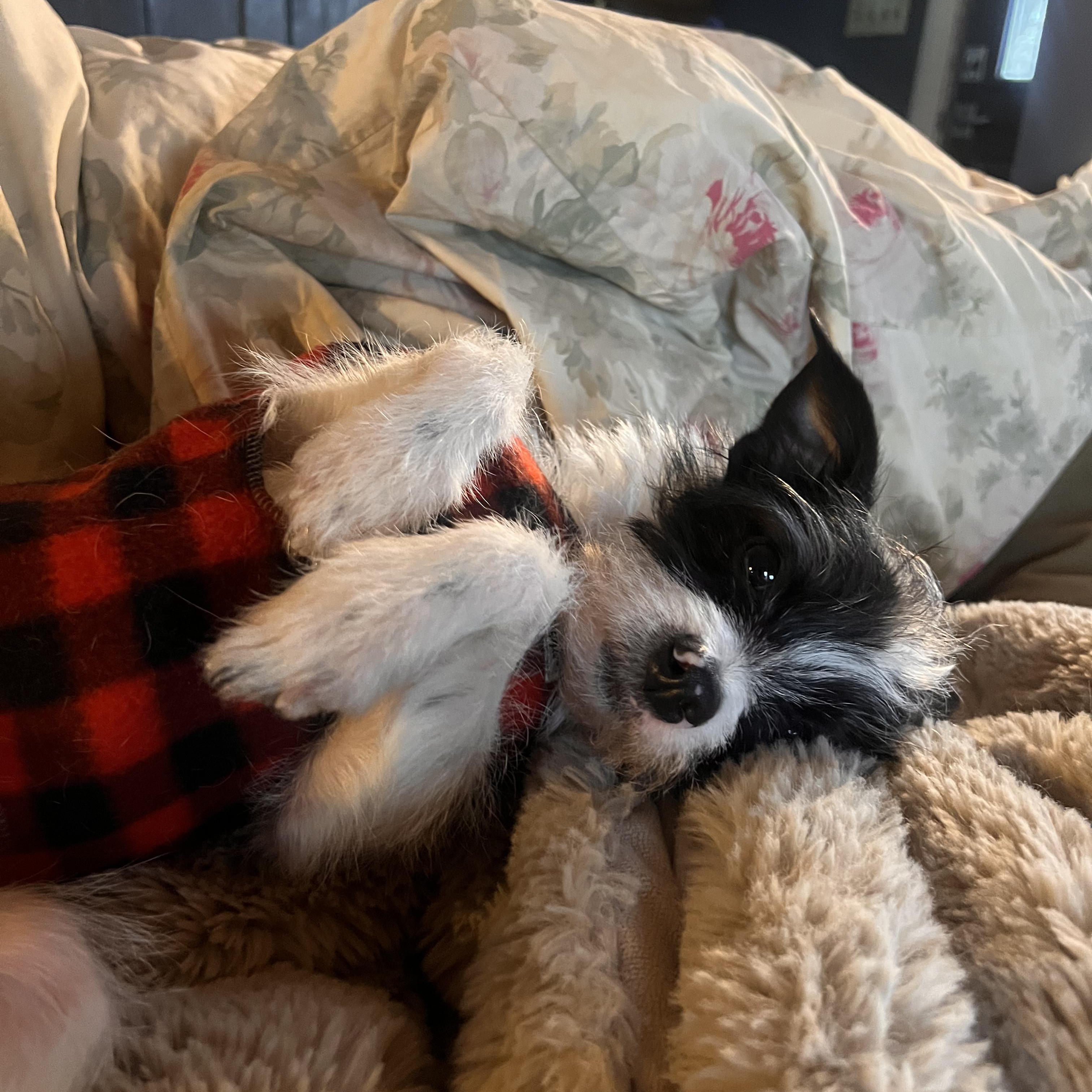 Enlarge Chico, an adopted mixed breed in Burlington, VT image 2/6