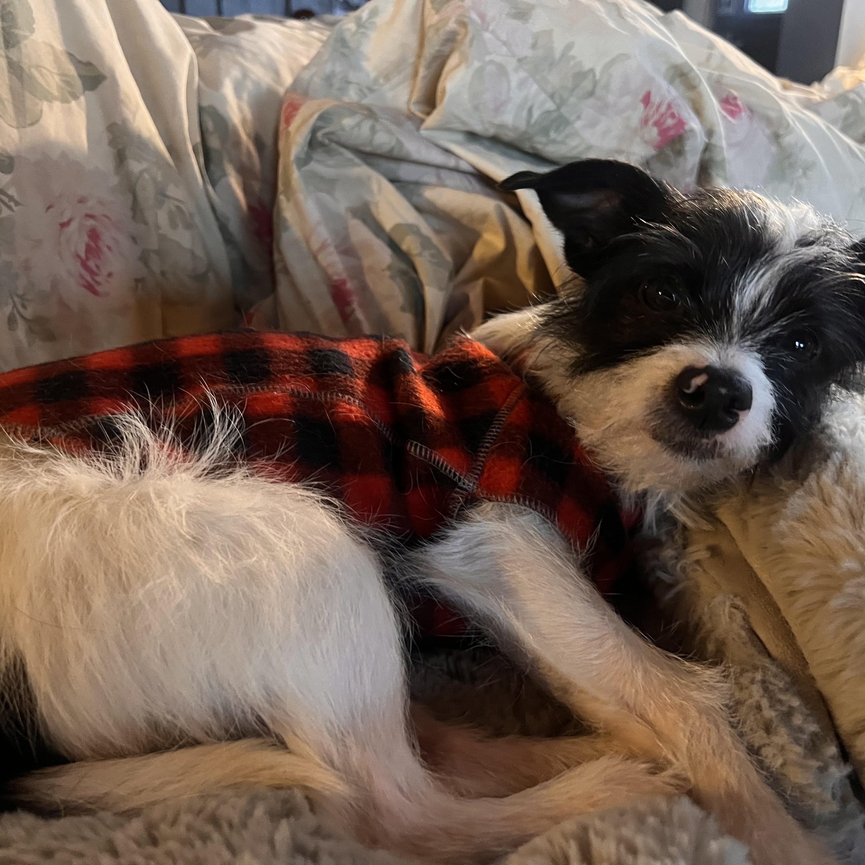 Enlarge Chico, an adopted mixed breed in Burlington, VT image 3/6