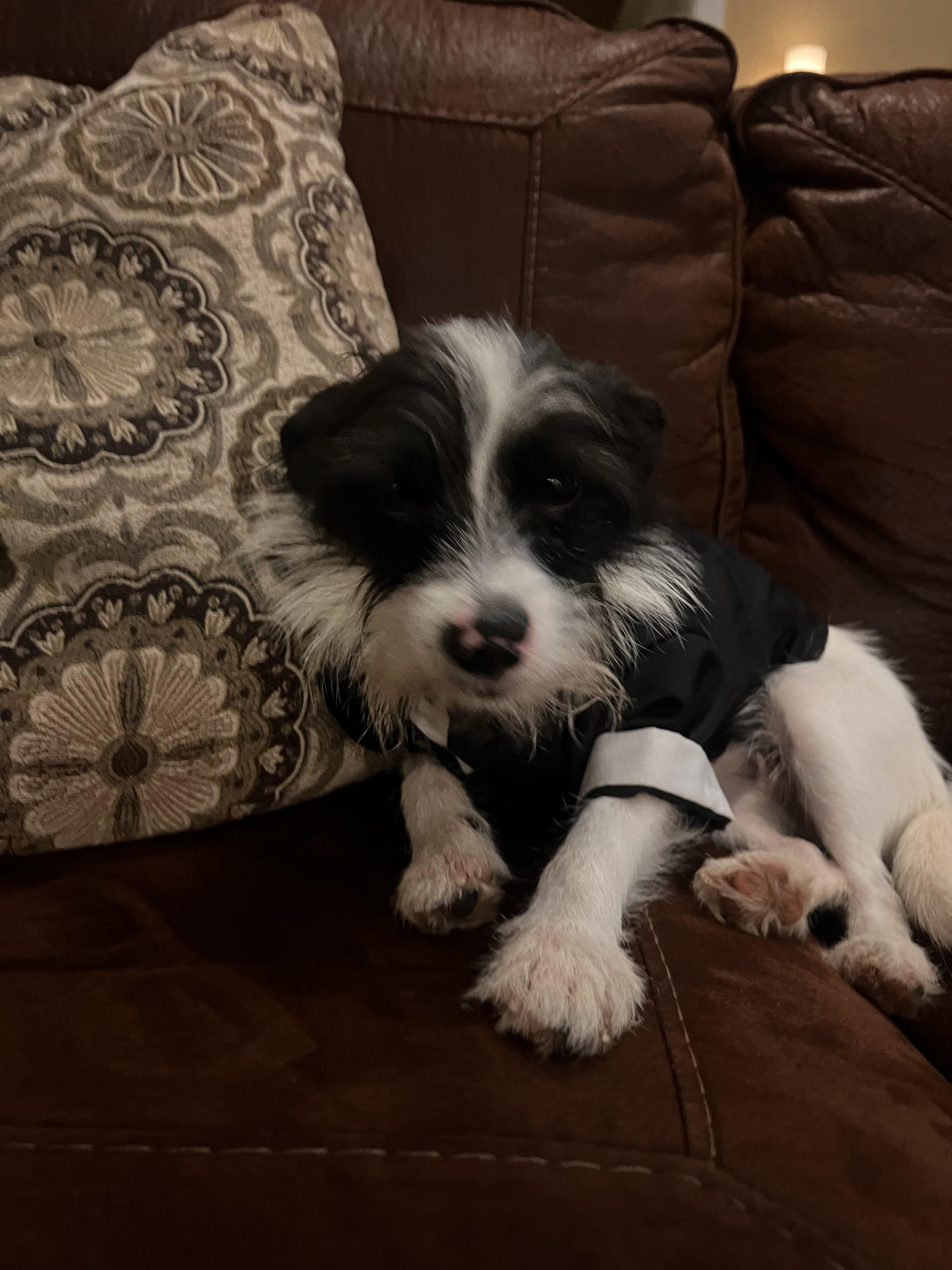 Enlarge Chico, an adopted mixed breed in Burlington, VT image 6/6