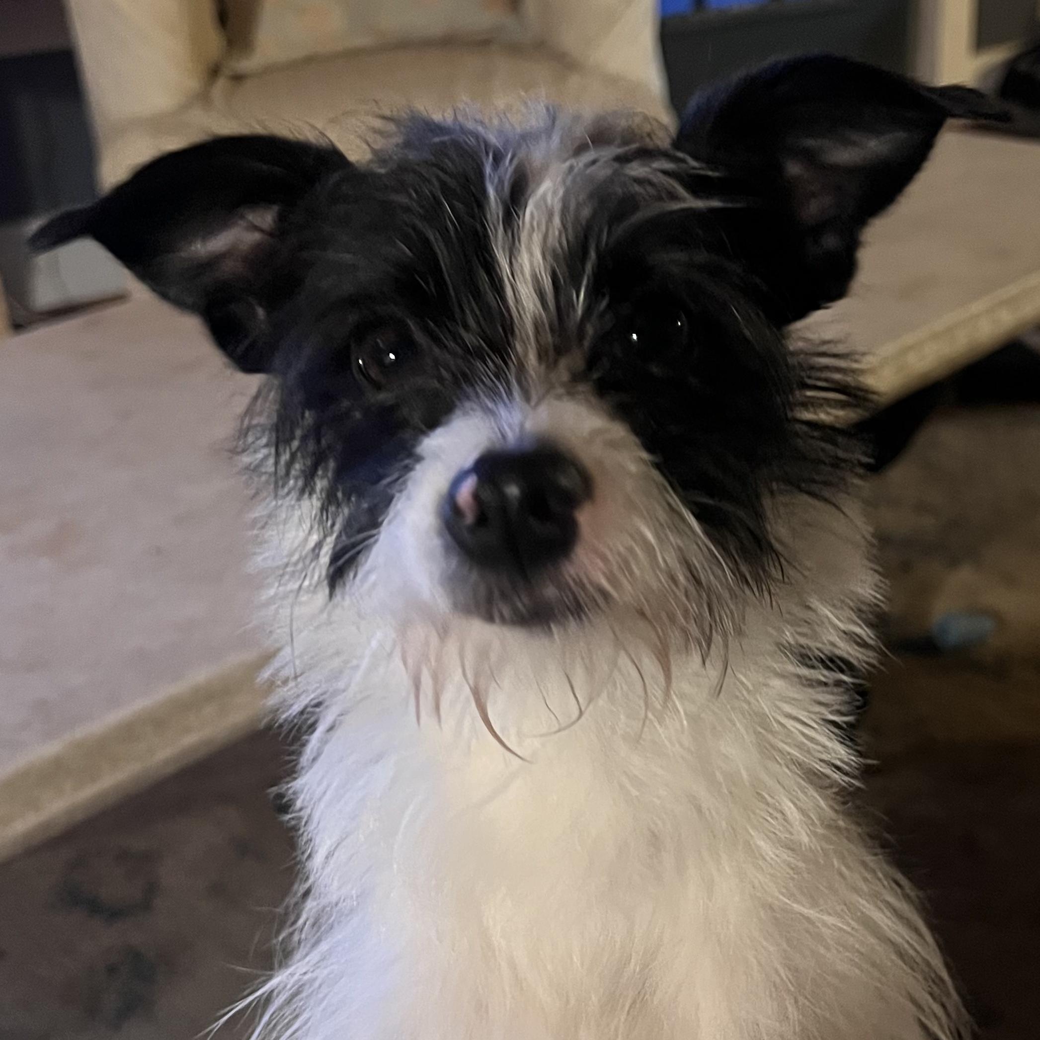 Chico, adopted, Adult Male Chihuahua.