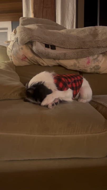 Enlarge Chico, an adopted mixed breed in Burlington, VT video 5/6