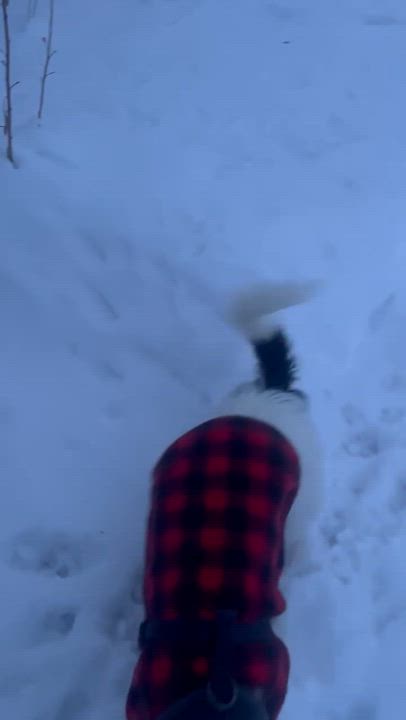 Enlarge Chico, an adopted mixed breed in Burlington, VT video 4/6