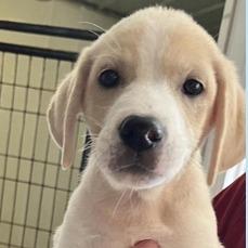 Katherine *available off-site 10/4, Adoptable, Puppy Female Collie & Labrador Retriever.