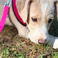 Enlarge Katherine *available off-site 10/4, a Adoptable mixed breed in Briarcliff Manor, NY image 2/2