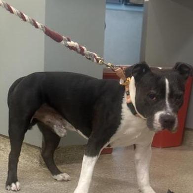 Enlarge Huckleberry, a Adoptable Mixed Breed in Jacksonville, FL image 1/1