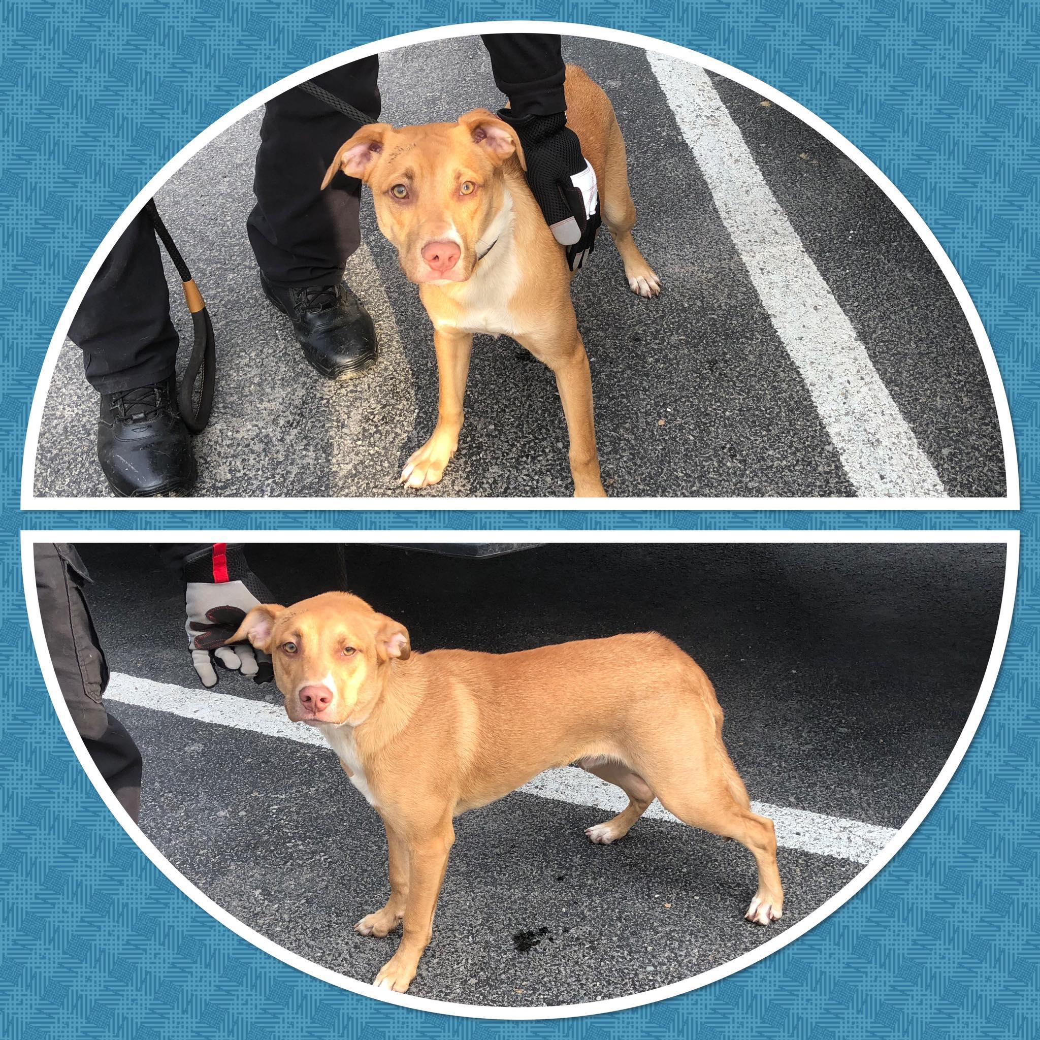 Enlarge BOOMER, a ADOPTABLE Mixed Breed in Buckhannon, WV image 1/1