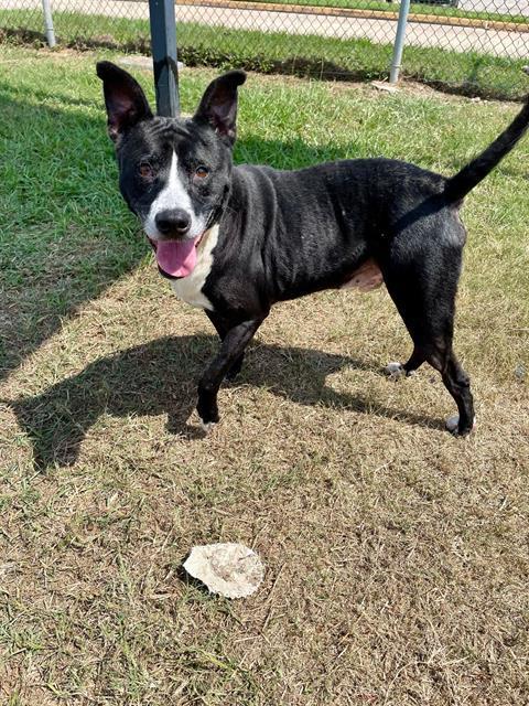 DIESEL, Adoptable, Senior Male Pit Bull Terrier & Mixed Breed.