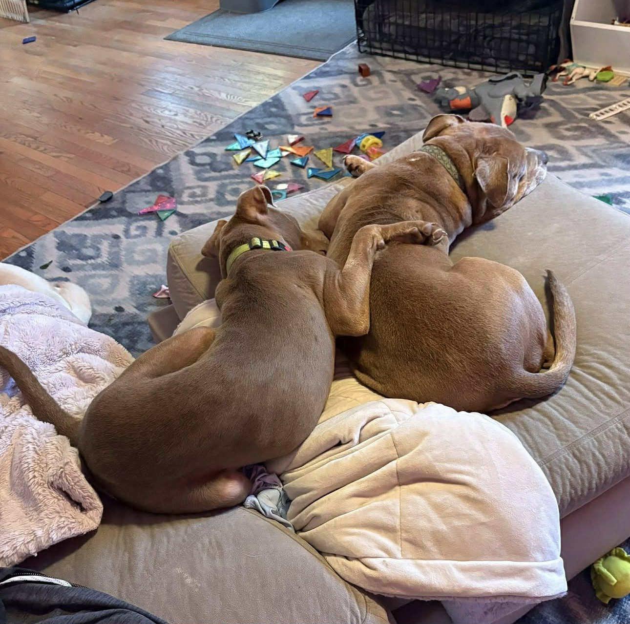 Ivory, Adoptable, Young Female American Staffordshire Terrier.