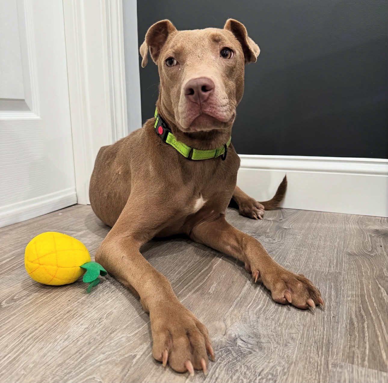 Enlarge Ivory, a Adoptable mixed breed in Salem, NH image 2/5