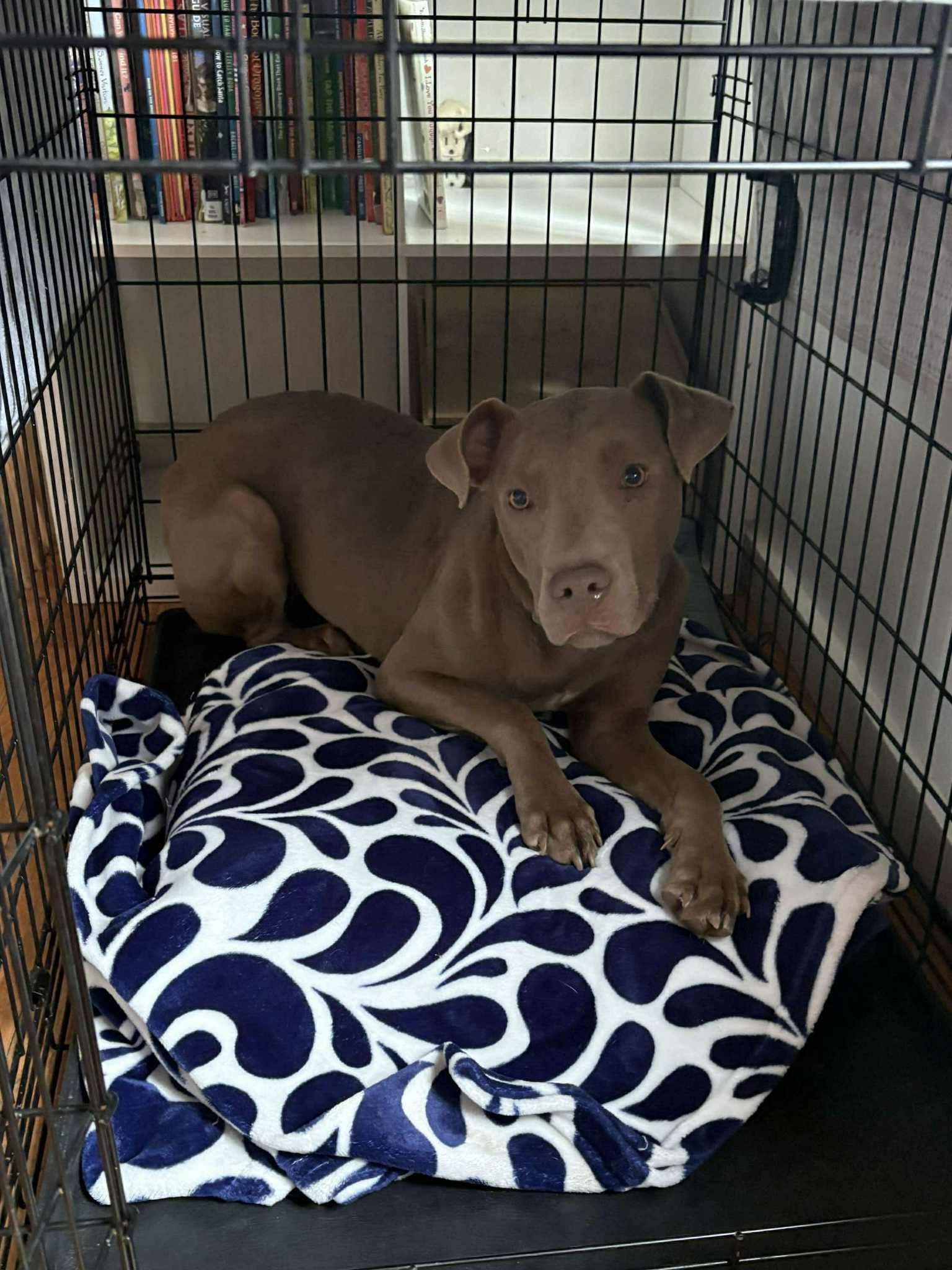 Enlarge Ivory, a Adoptable mixed breed in Salem, NH image 3/5